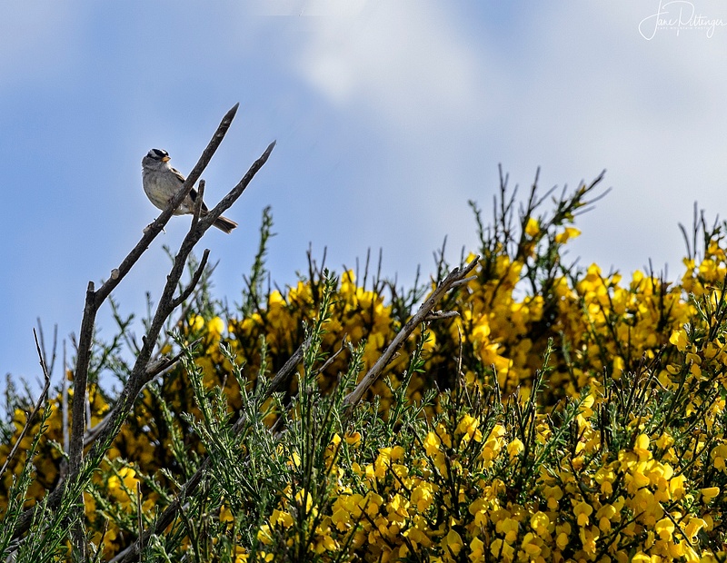 White_Crowned_Sparrow_and_Scotch_Broom_