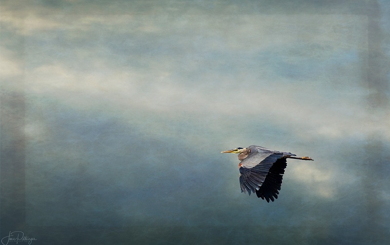 Blue_Heron_Flying_with_Textures