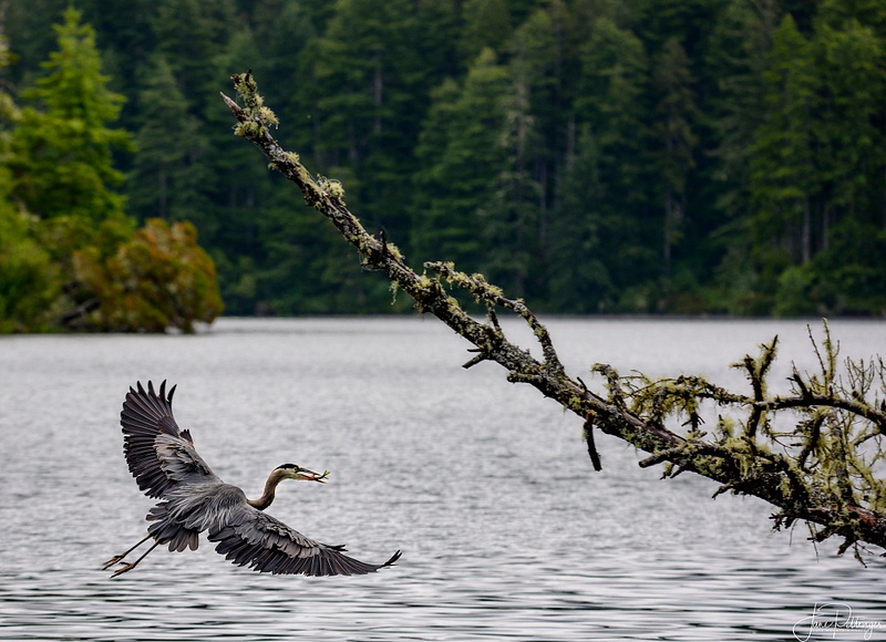 Blue_Heron_Flying_In_with_Fish_