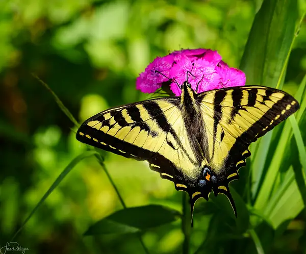 Swallowtail_Sipping_from_Sweet_William by jgpittenger