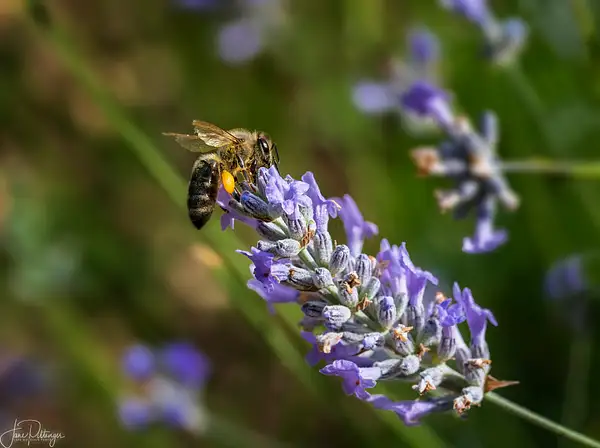 Bee_On_Purple_Flower by jgpittenger