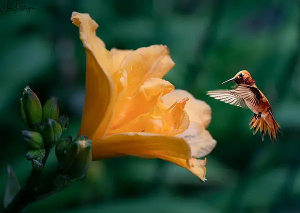 Rufous_Flying_Into_the_Mouth_of_the_Day_Lily by...