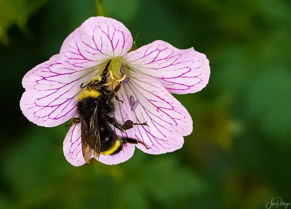 Bee with His Proboscis Deep in the Wild Geranium by...