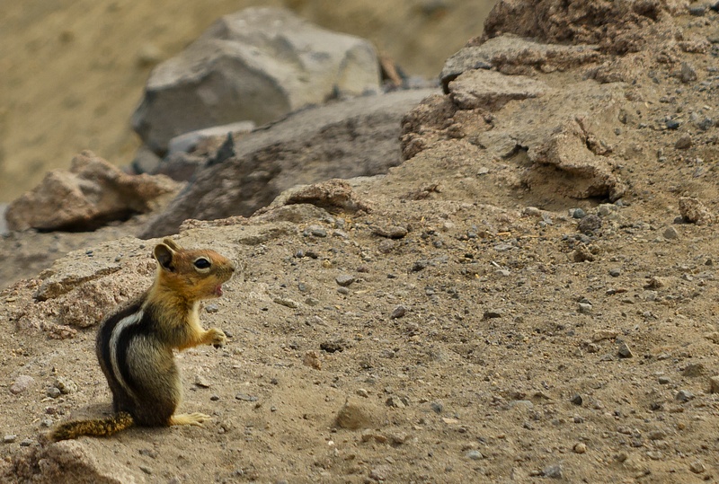 Golden_Mantled_Ground_Squirrel_Giving_a_Lecture