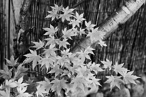 Maple_Leaves_SOOC_50mm_Challenge by jgpittenger