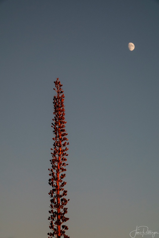 Maguey reaching for the Moon (1 of 1)
