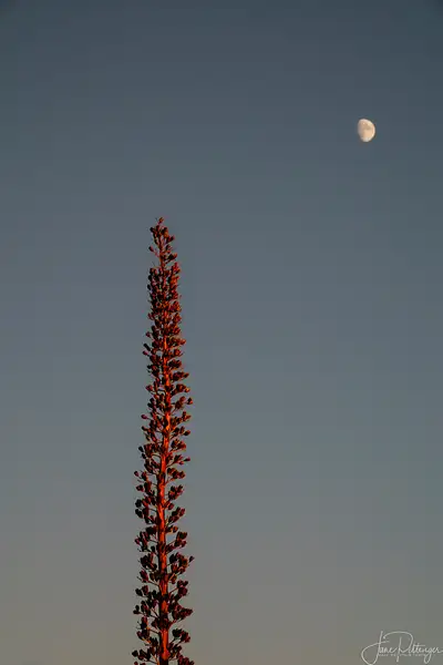 Maguey reaching for the Moon (1 of 1) by jgpittenger