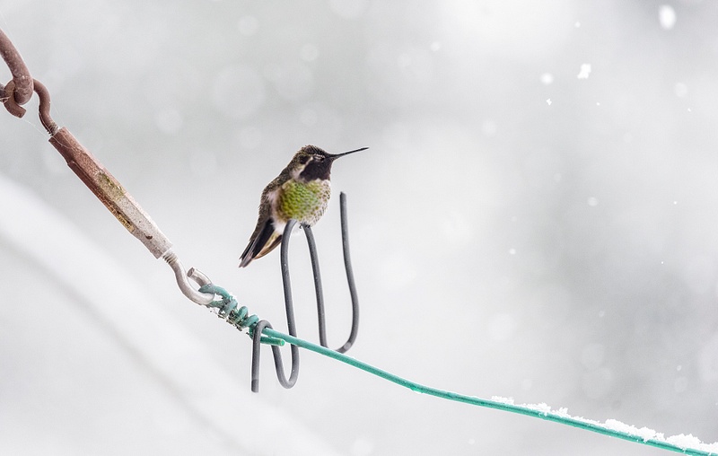 Hummingbird_In_Snow