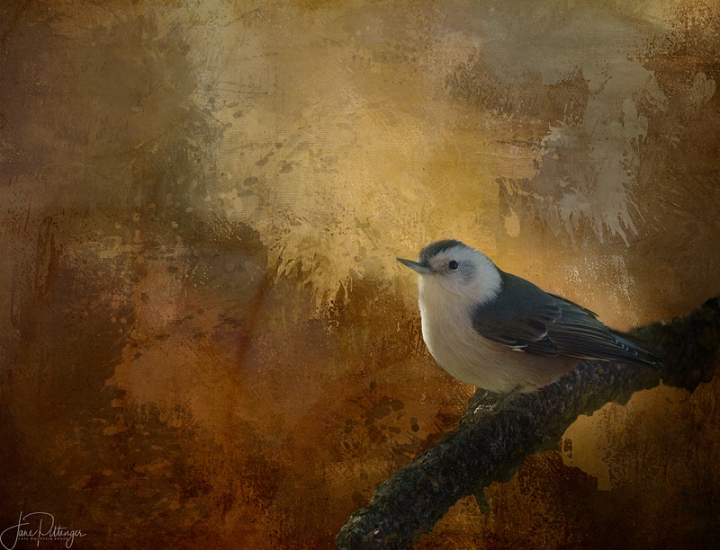 Nuthatch for new background