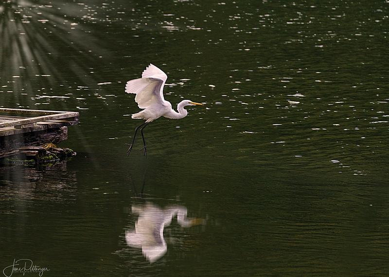 White Egret for Reflections