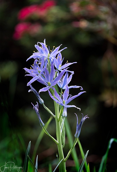 Focus Stacked Camas