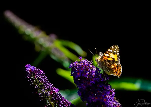 Butterfly Enjoying the Butterfly Bush by jgpittenger