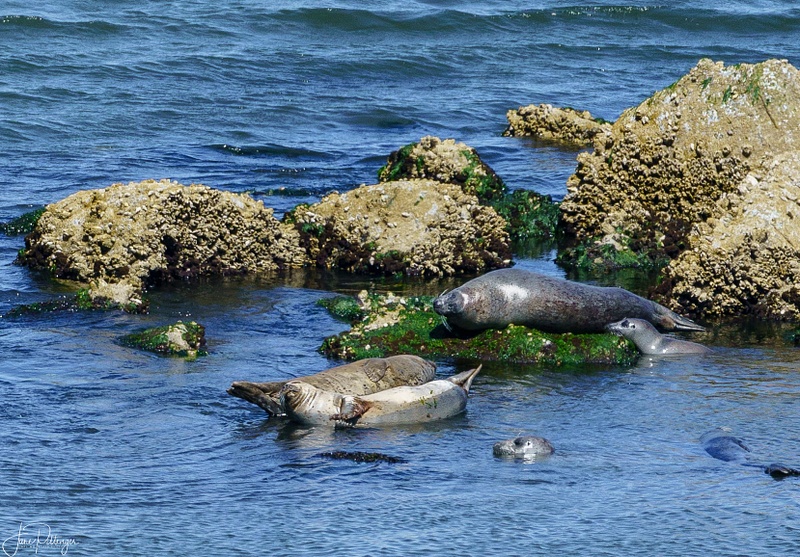Harbor Seals Hanging Out On A Summer Day