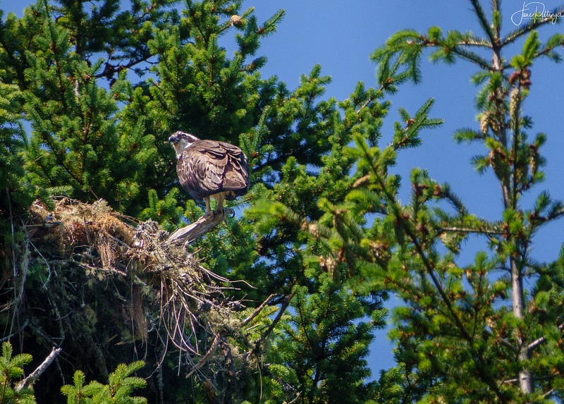 Osprey Sitting On Her Nest