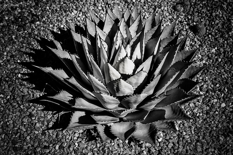 Spikes B and W