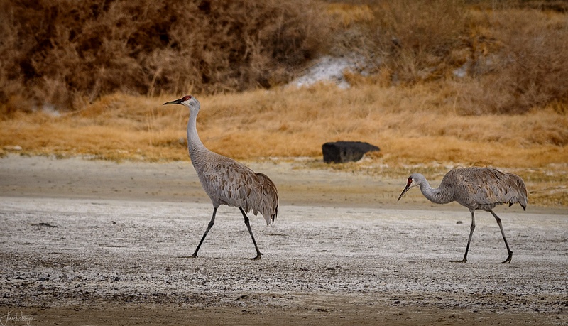 Sandhill Cranes On A Stroll