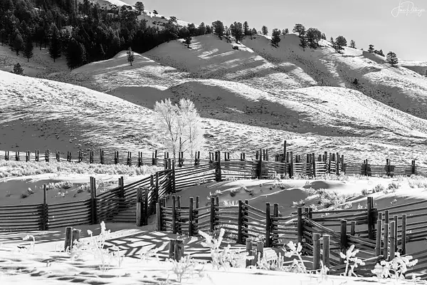 Fences and Hoar Frost At Yellowstone B and W by...