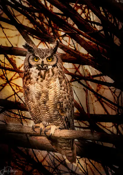 Great Horned Owl with Textures by jgpittenger