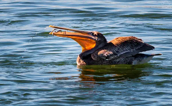 Pelican with Full Beak by jgpittenger