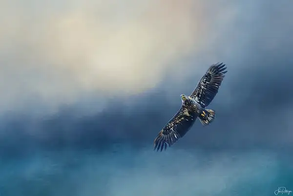 Juvenile Bald Eagle by jgpittenger