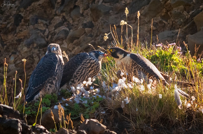 Mom Peregrine Falcon Feeding Babies