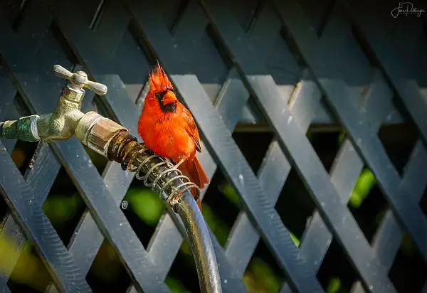 Male Cardinal Guarding the Water Supply by jgpittenger