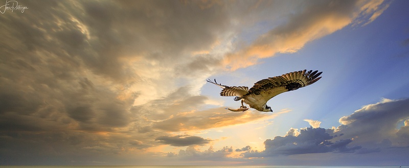 Osprey with Fish and Imported Sky
