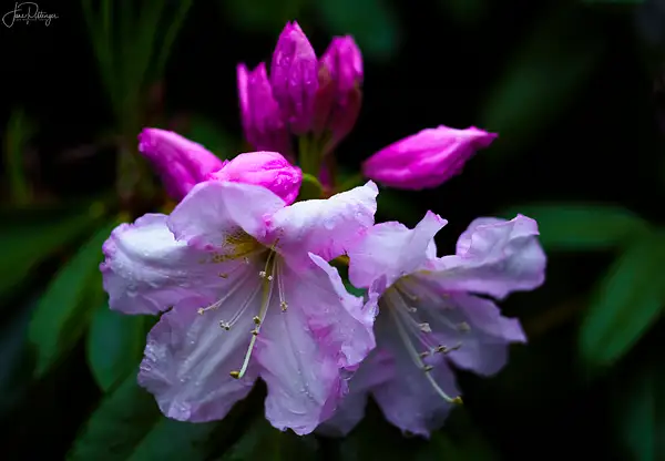 Pink Rhody Blooms by jgpittenger