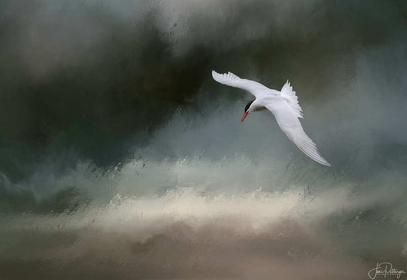 Tern for Textures