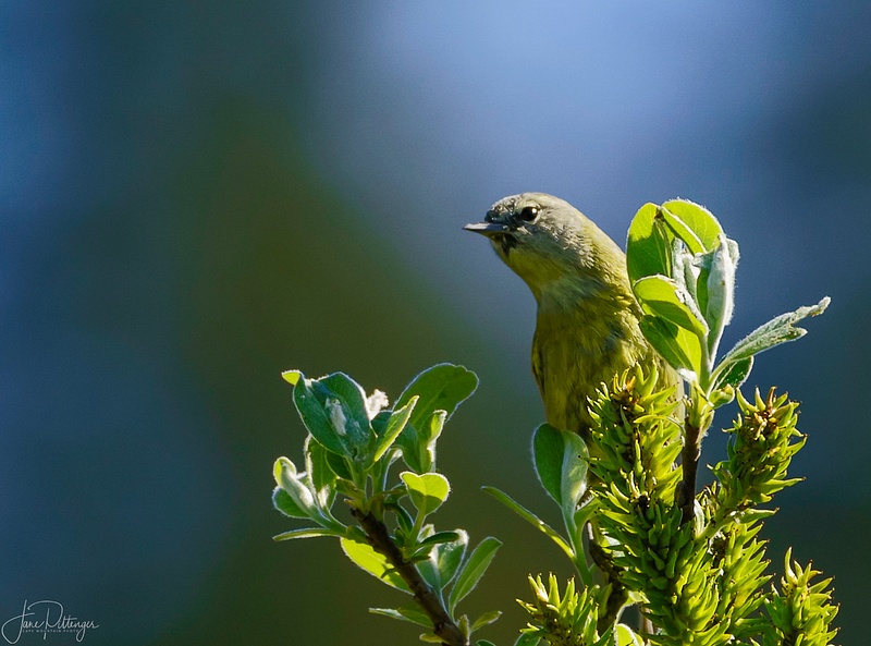 Yellow Crowned Warbler