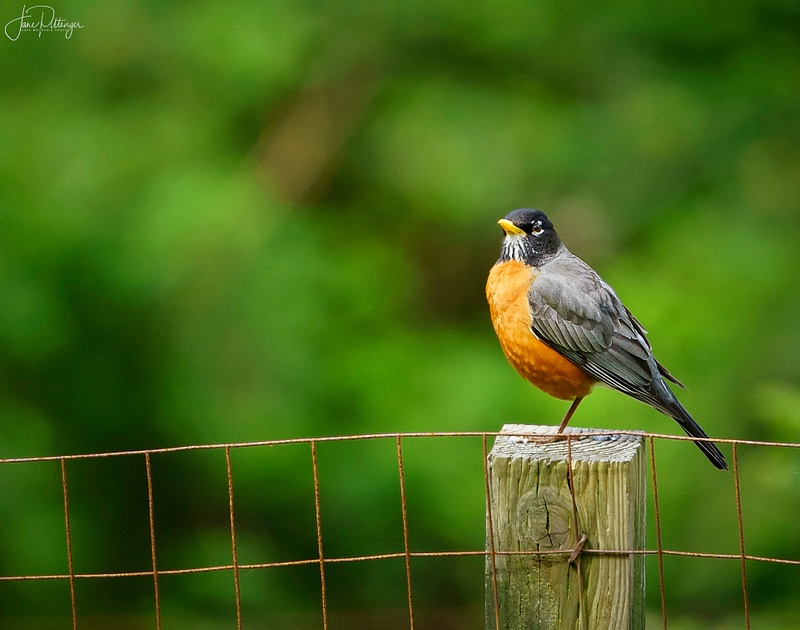 American Robin Sitting On a Fence Post