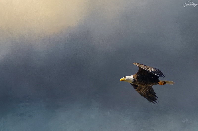 Bald Eagle In Flight with textures