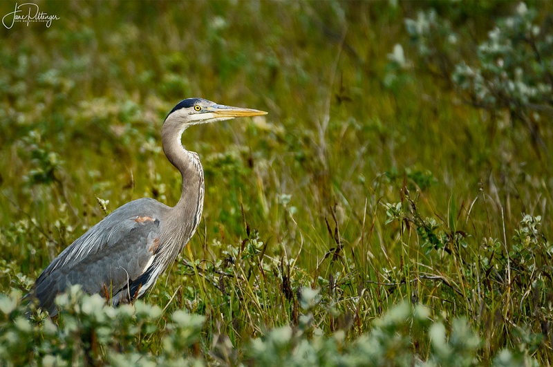 Blue Heron in the Bushes