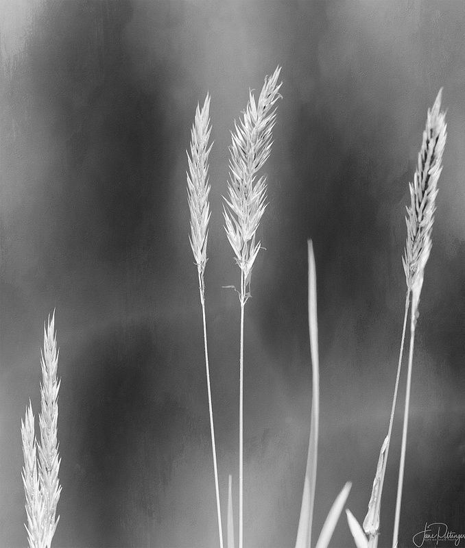 Black and White Grass