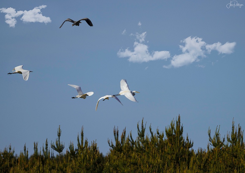 Four Egrets and One Blue Heron