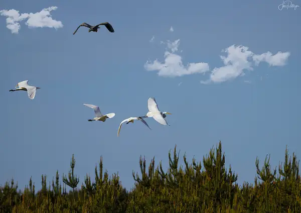 Four Egrets and One Blue Heron by jgpittenger