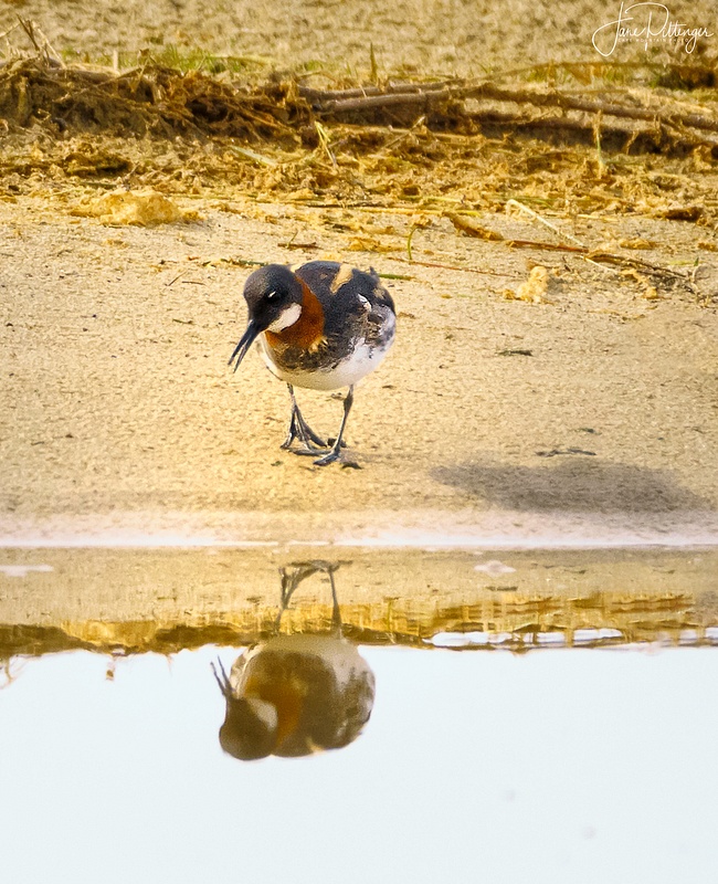 Red Necked Phalarope Talking To Her Reflection