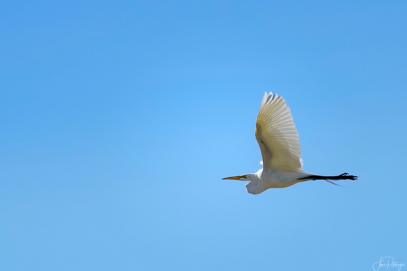 White Egret 2