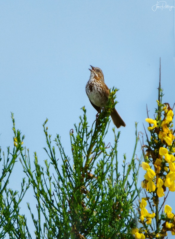 White Throated Sparrow Singing