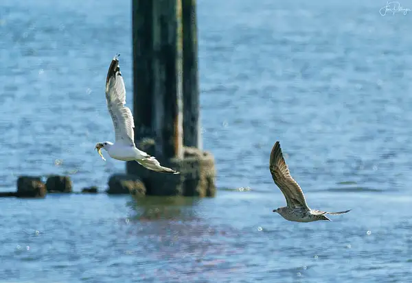 Seagull Pursuit by jgpittenger