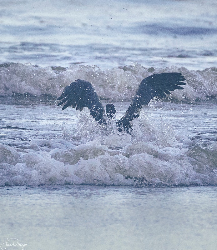 Cormorant Plunging Into the Surf