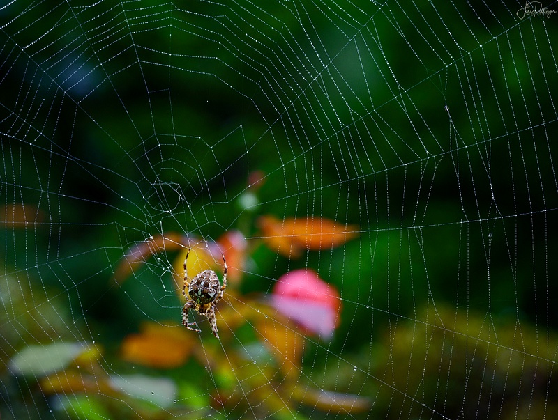 Spider and Web