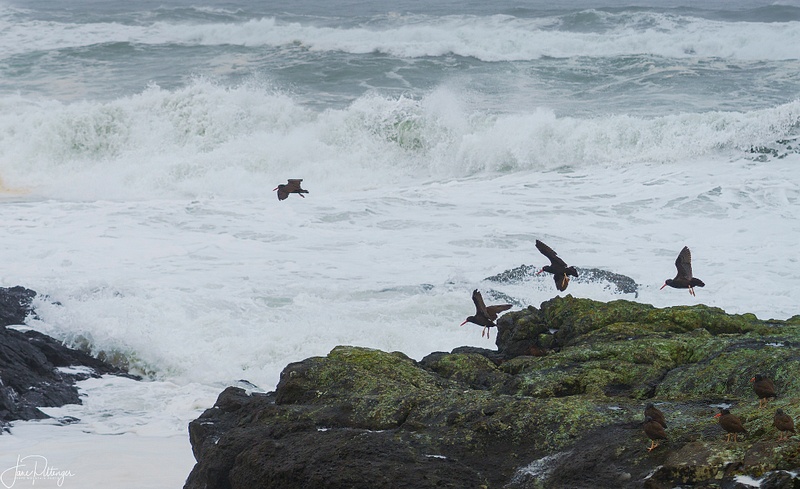Black Oyster Catchers and Surf
