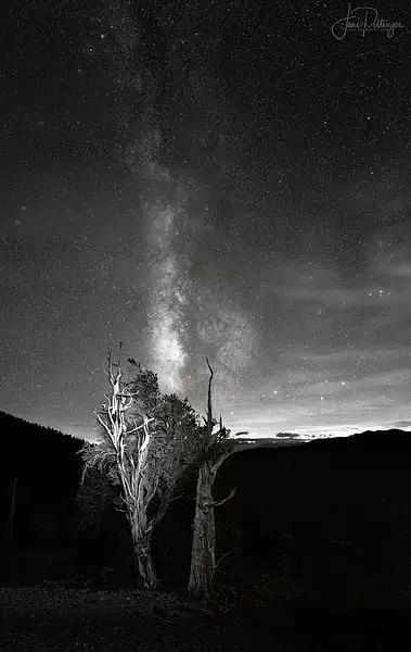 Bristle Cone and Milky Way B and W 2021 by jgpittenger