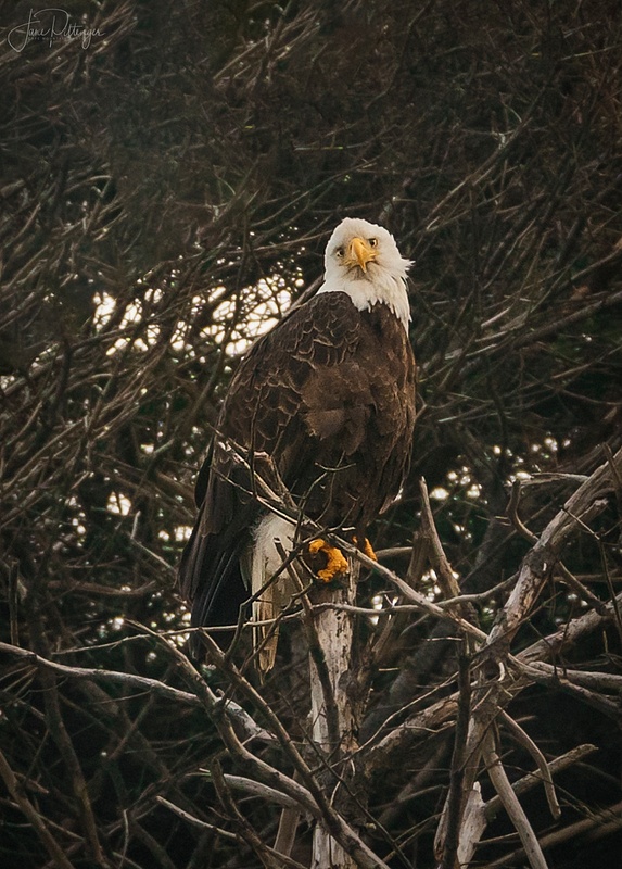 Bald Eagle Looking Down At Me
