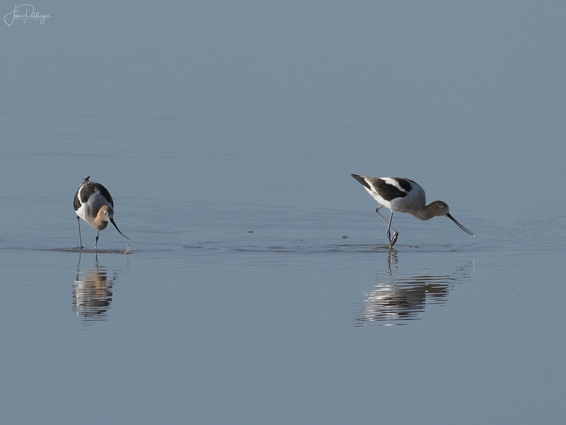 American Avocets with Droplets