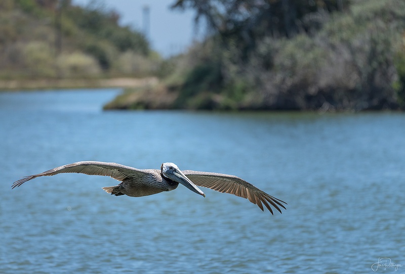 Brown Pelican Fly By