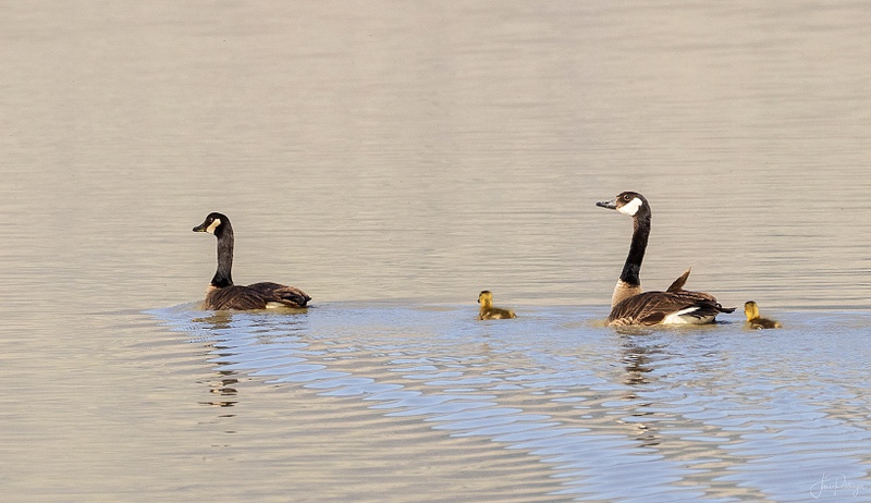 Canadian Goose Family
