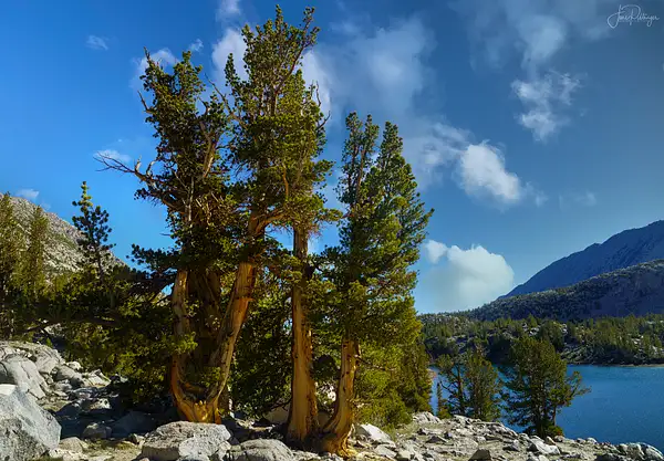 Bristlecone Pines by jgpittenger