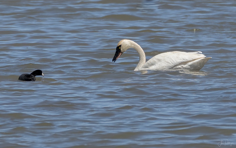 Trumpeter Swan and Friend